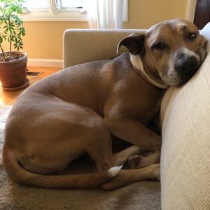 Meet your Posher, Dana